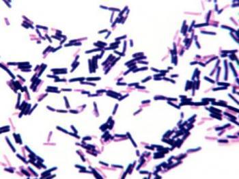 amikatsin7.jpg