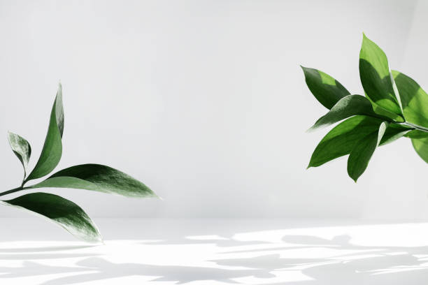 Альтернативные (натуральные) лекарства при больничном лечении