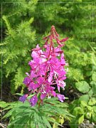 Иван-чай (кипрей) Трава фильтр-пакеты 20 шт Иван-чай (кипрей) Трава фильтр-пакеты 20 шт