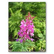 Иван-чай (кипрей) Трава 50 г Иван-чай (кипрей) Трава 50 г